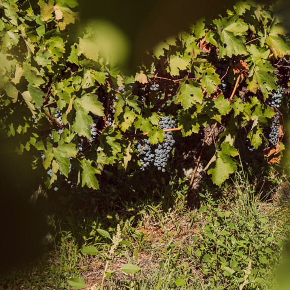 Casara Roveri Merlot Colli Berici DOC