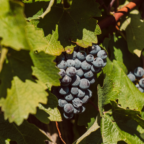 Merlot Colli Berici Doc – 25° Anniversario
