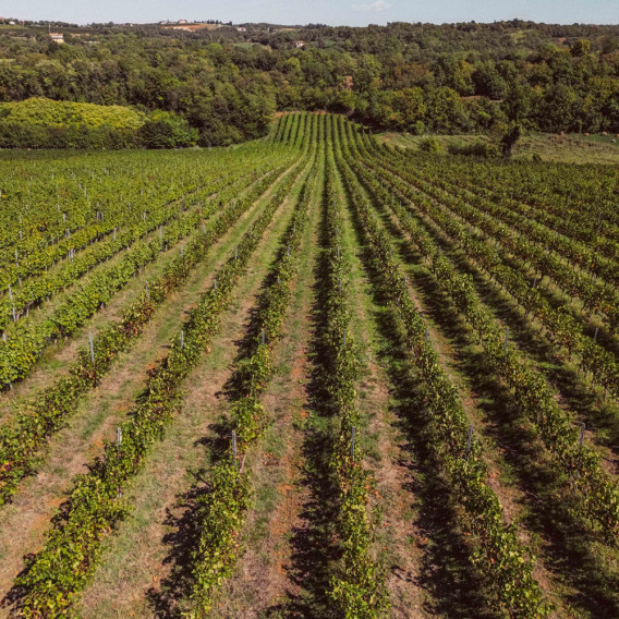 Durello Lessini DOC Brut