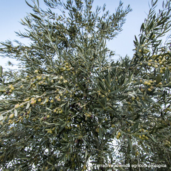 ALLEGRO – fröhlich intensives Bio Olivenöl extra nativ