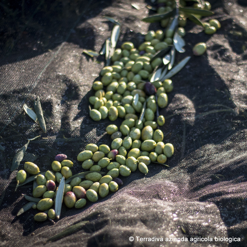 CON BRIO – Slow Food Präsidium – schwunghaftes Bio Olivenöl extra nativ