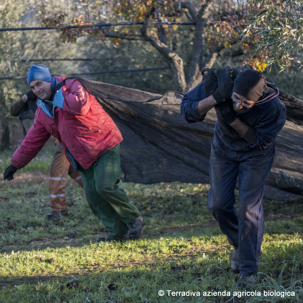 CON BRIO – Slow Food Präsidium – schwunghaftes Bio Olivenöl extra nativ