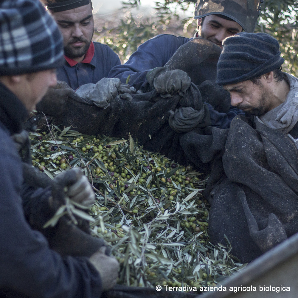 ANDANTE – schreitend delikates Bio Olivenöl extra nativ