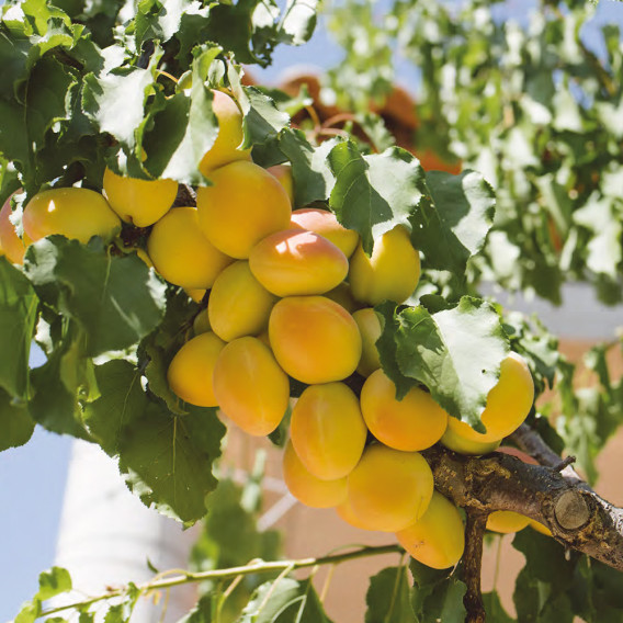 FIG & LEMON JAM