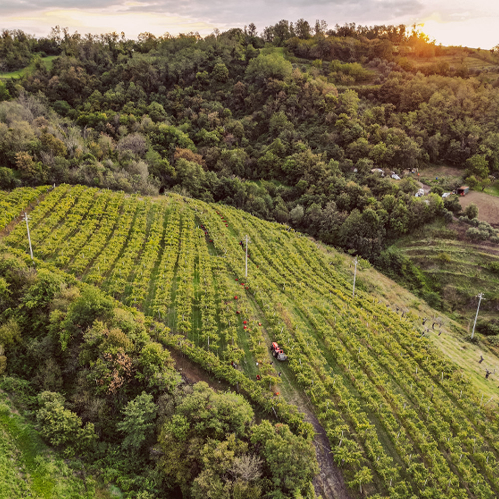 Montebelvedere Cabernet Veneto IGT magnum