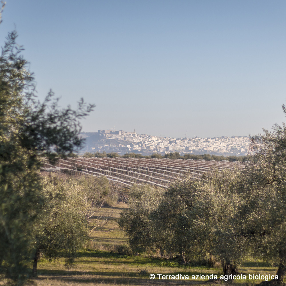 ORGANIC EXTRA VIRGIN OLIVE OIL oregano flavoured – Festoso