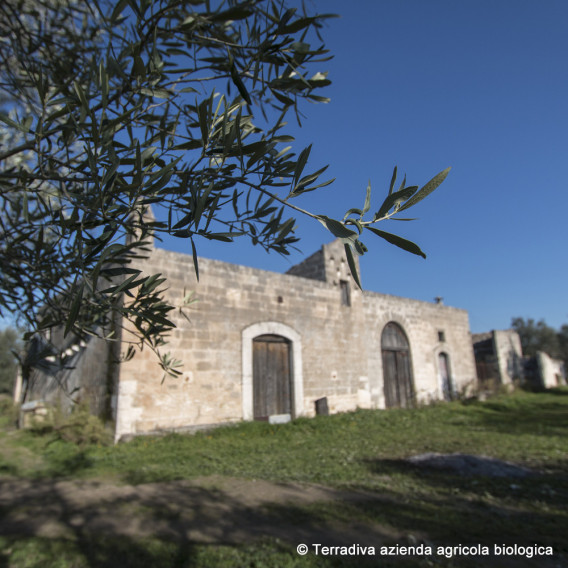 ALLEGRO 500 ml – fröhlich intensives Bio Olivenöl extra nativ